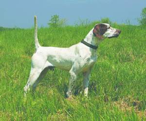 Our Big Bully - Purina Top Open Shooting Dog of the Year Award