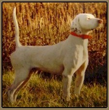 National CH Belfield Siver