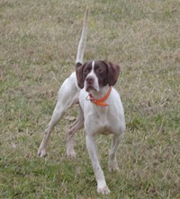 Buddy - Honky Tonk Blood Line - English Pointer