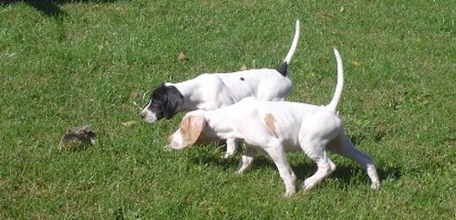 Puppies, started and finished gun dogs available