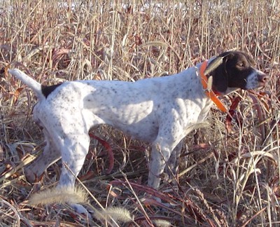 Little Wing Porky - German Shorthair Pointer