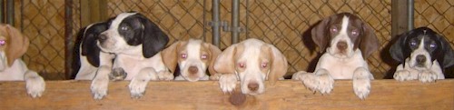 English Pointer Puppies sired by RU-CH Bens Blue
