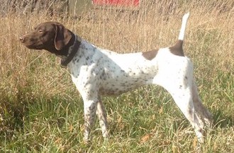 Sandy X Chase Pedigree