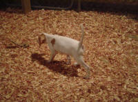 RU CH Bens Blue Pups