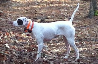 Little Wing Daisy Bell