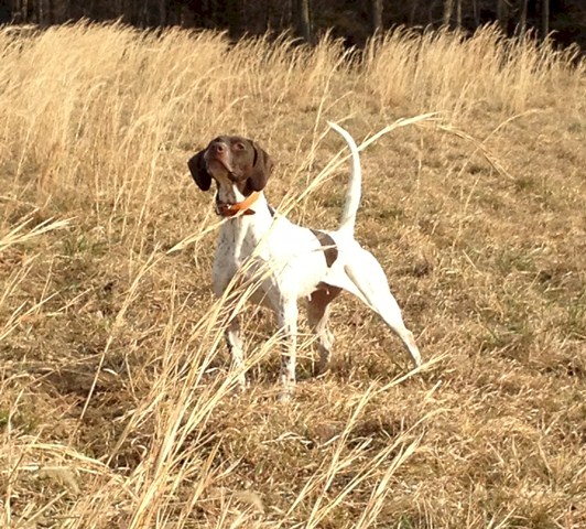 Little Wing Dolly Dagger