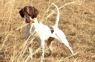 Little Wing Dolly Dagger