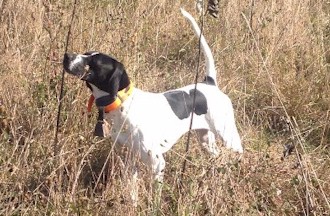 Little Wing VooDoo Chile